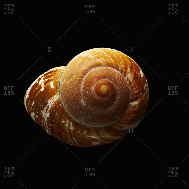 Top view of single spiral patterns shell