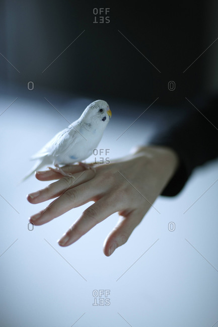 Parakeet Perched on Hand