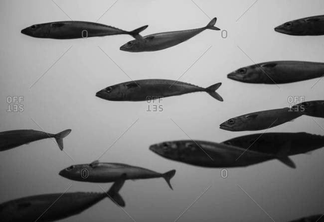 Black and white image of swimming fishes