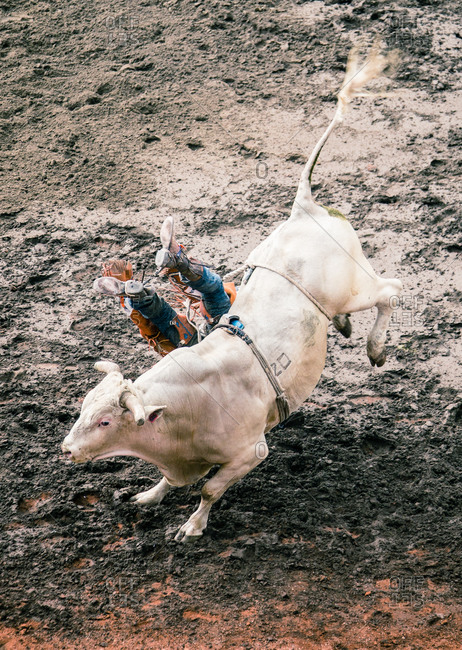 High angle view of a cowboy falling off a bucking bull