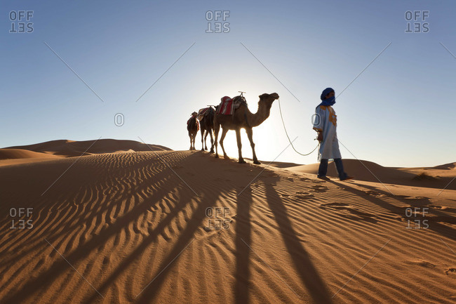 Tuareg man with camel train, Erg Chebbi, Sahara Desert, Morocco