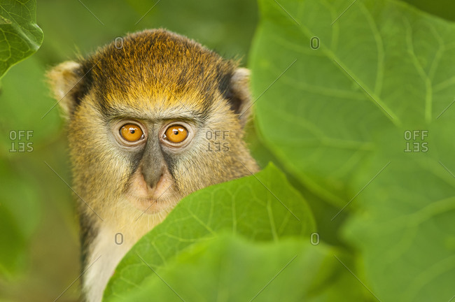 A young Mona monkey hiding in foliage