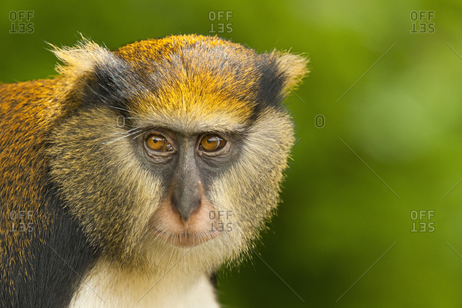 Mona monkey, Cercopithecus mona, Boabeng-Fiema Monkey Sanctuary, Ghana