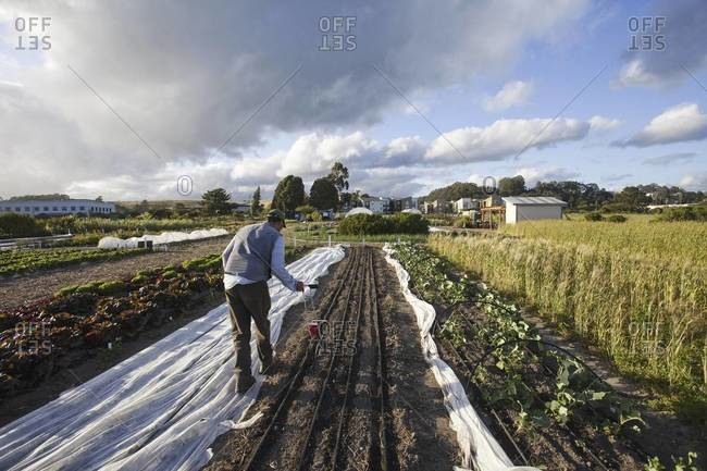 A man working in the fields at the social care and work project, the Homeless Garden Project in Santa Cruz. Sowing seed in the ploughed furrows.