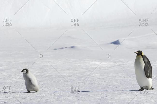 An adult Emperor penguin watching over a baby chick on the ice on Snow Hill island.