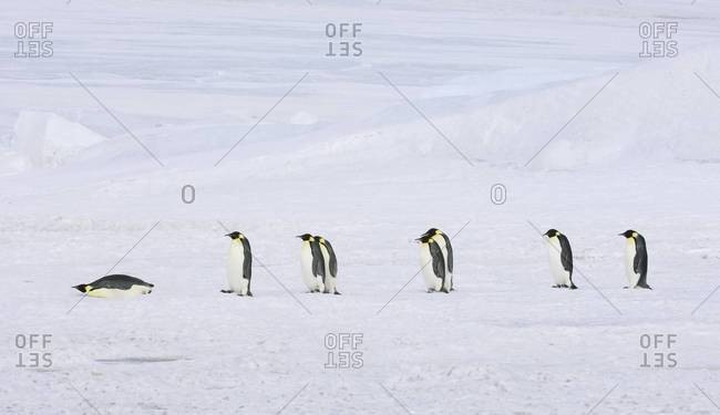 A row of Emperor penguins walking across the ice and snow, in single file. One lying on its stomach sliding along.