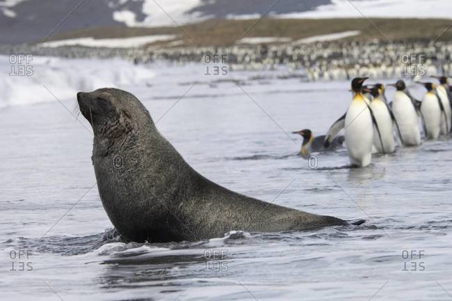 An Antarctic fur seal, Arctocephalus gazella, on the seashore, and a group of King penguins, Aptenodytes patagonicus walking in single file.