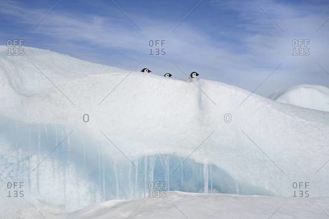 Three penguin chicks, in a row, heads seen peering over a snowdrift or ridge in the ice on Snow Hill island.