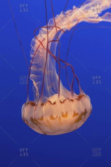 Sea nettle jellyfish in a water tank, underwater, with long tentacles.