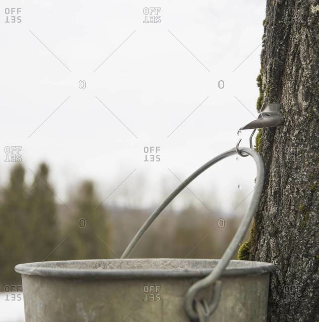 A metal pail hanging from a hook in the bark of a maple tree.