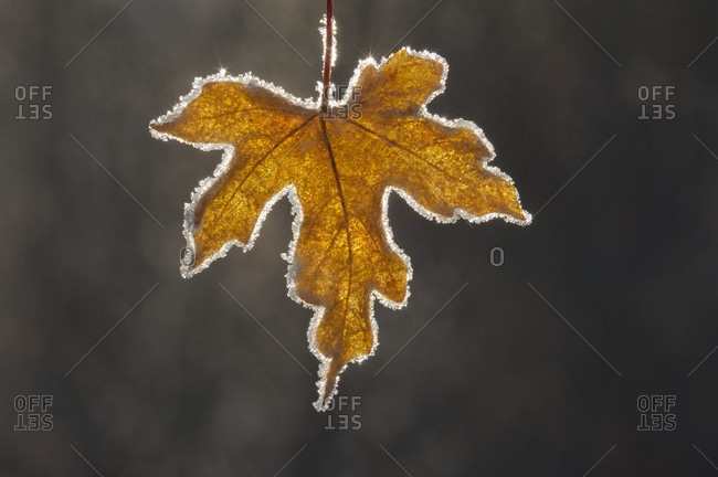A brown frosted maple leaf, with a frosted edge, with the light shining through it