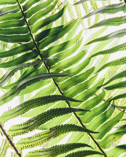 Western sword fern, a single leaf with leaves spaced evenly up the stem