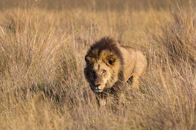 Male lion stalking in grass