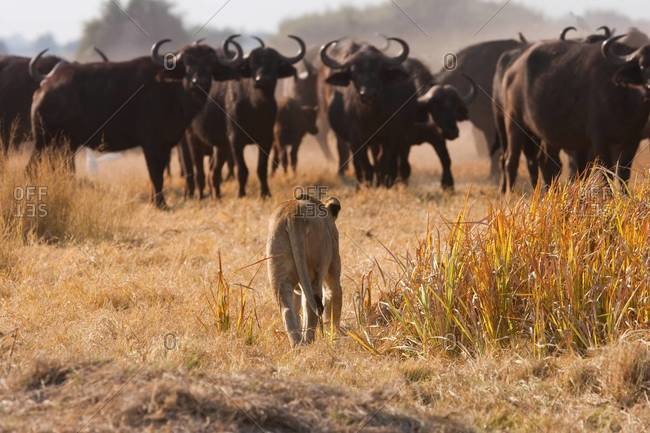 African lion stalking buffalo