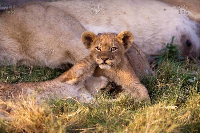 African lion cubs playing next to sleeping parent