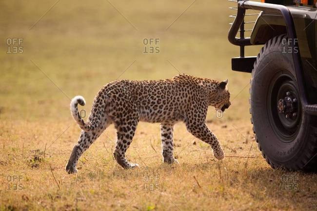 Leopard approaching a vehicle