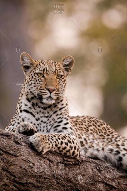 Leopard on tree limb