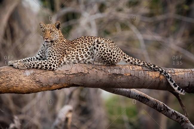 Leopard lying on limb