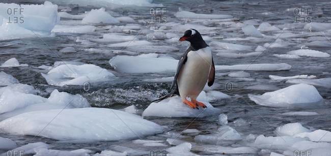 Gentoo penguin on ice chunk