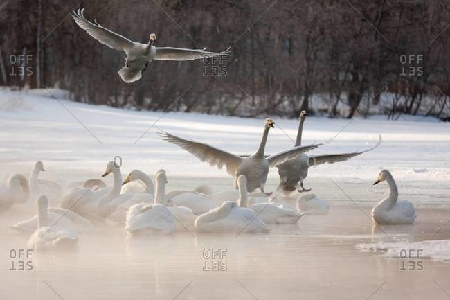 Whooper swans landing on a frozen lake