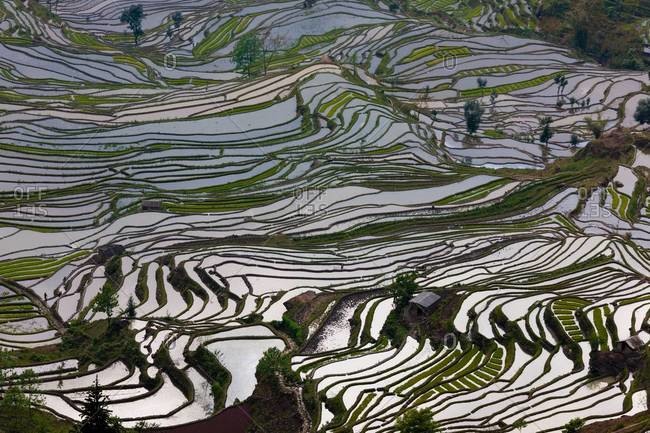 Terraced rice fields in valley