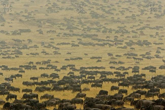 Herd of wildebeest crosses the open plains of southern Kenya\'s Mara River region