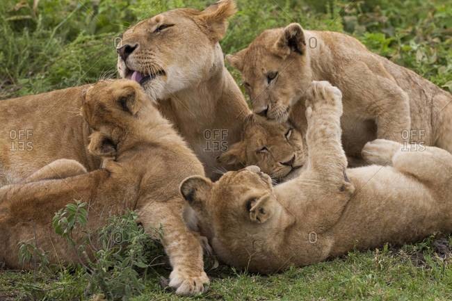 Lion and cubs playing