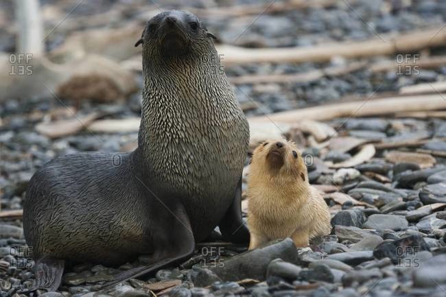 White Antarctic fur seal adult female, with a white seal pup at her side