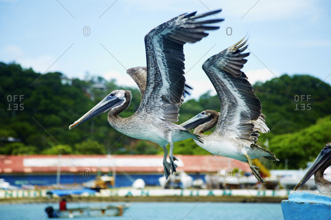 Two brown pelicans flying
