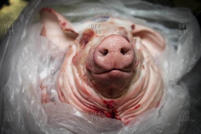 Front view of a butchered pig\'s head
