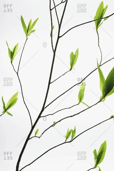 A branch with a pattern of slender twigs leading off the central branch, with green shoots and leaves emerging
