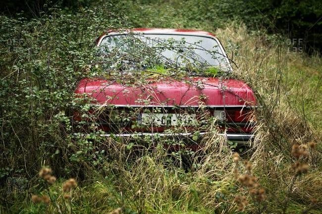 Rear view of an overgrown red car