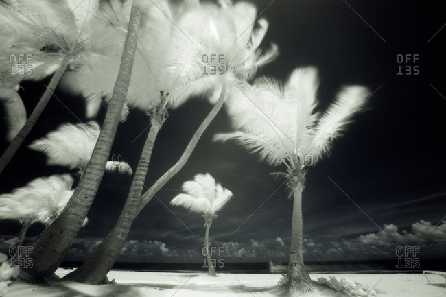 Infrared image of tall Palm trees, Puerto Rico,
