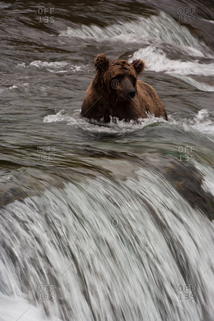Brown bear in rushing water