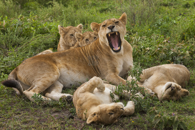 Mother lion protecting cubs