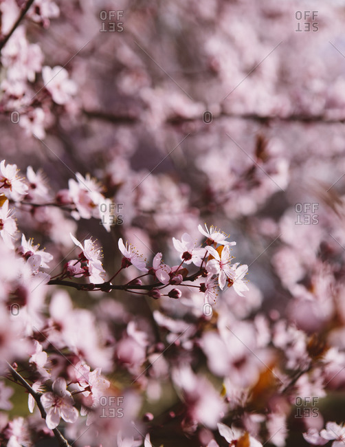 Bloom of ornamental plum tree