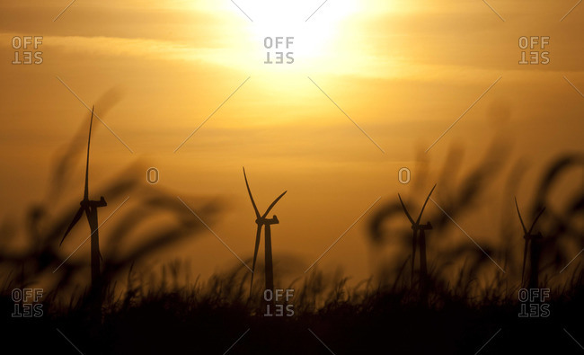Silhouettes of windmills in the field