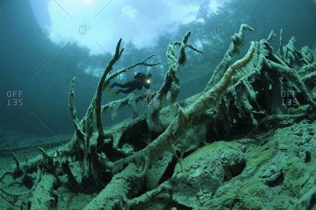 Diver exploring fallen tree underwater