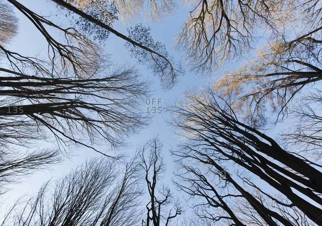 A view from the ground up of trees in winter without leaves