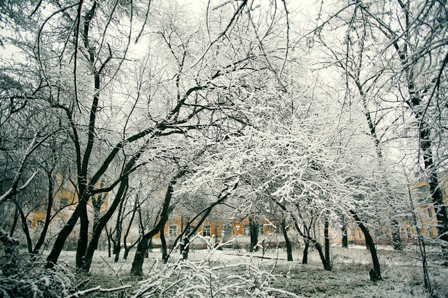 Snow covered trees in urban park