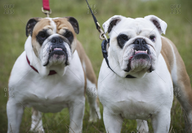 Two white and fawn English Bulldogs on leads looking upwards
