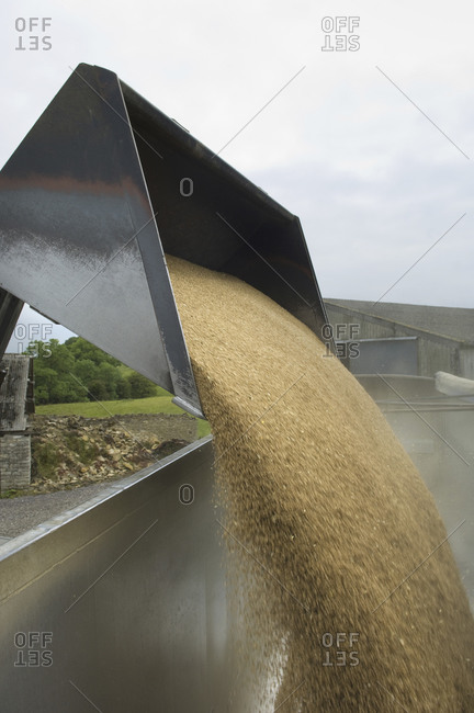 Grain harvest being poured into a trailer