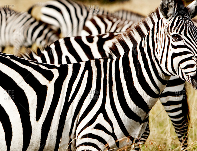 Study of zebra stripes