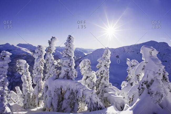 Snow-covered trees on mountain top, Coast mountains, BC, Canada