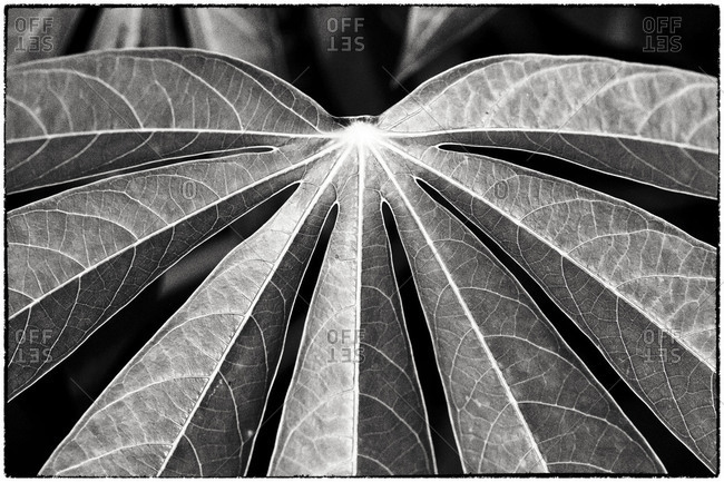 Black and white image of a palm leaf