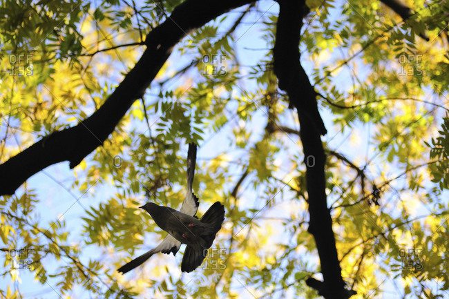 Bird flying at below tree branches