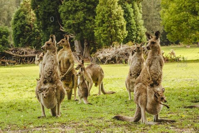 Australia, New South Wales, kangaroos, some with joey (Macropus giganteus) on meadow