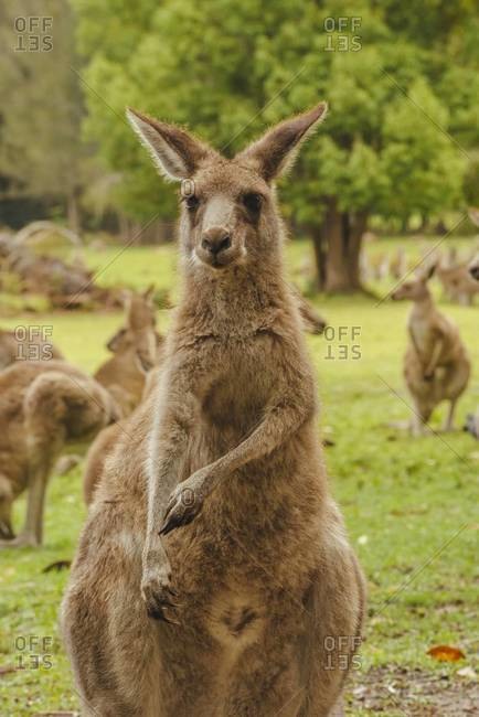 Australia, New South Wales, kangaroos (Macropus giganteus) on meadow