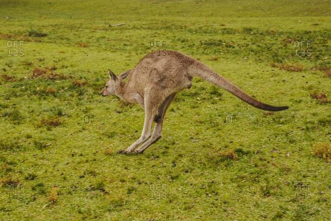 Australia, New South Wales, kangaroo (Macropus giganteus) jumping on meadow