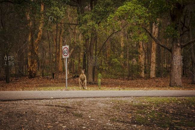 Australia, New South Wales, Kangaroo, (Macropus giganteus) waiting on a street